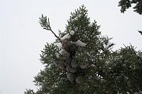 IMG_7603.JPG