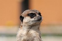 IMG_8537.JPG