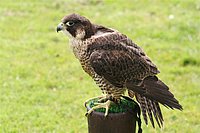 IMG_8553.JPG