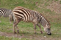 IMG_8583.JPG